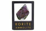 Iridescent Ammolite (Fossil Ammonite Shell) - Rare Purples #336309-1